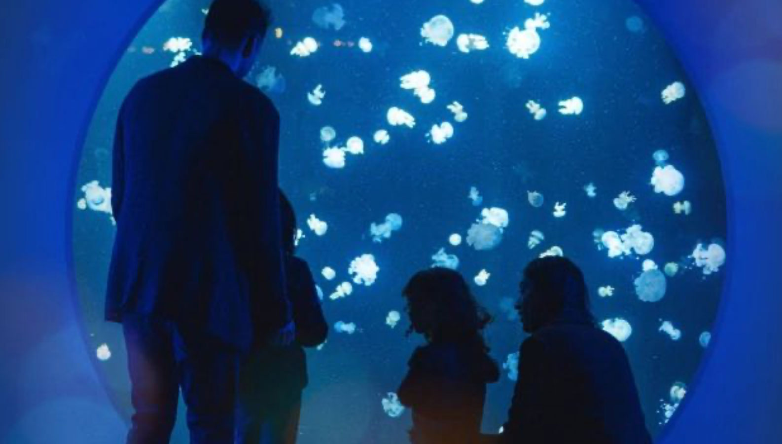 Holiday Splash 2025 at Vancouver Aquarium - Vancouver Christmas