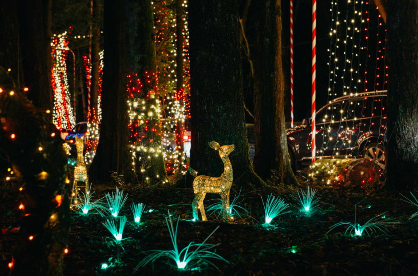 Holiday Lights in Williams Park, Langley - Vancouver Christmas
